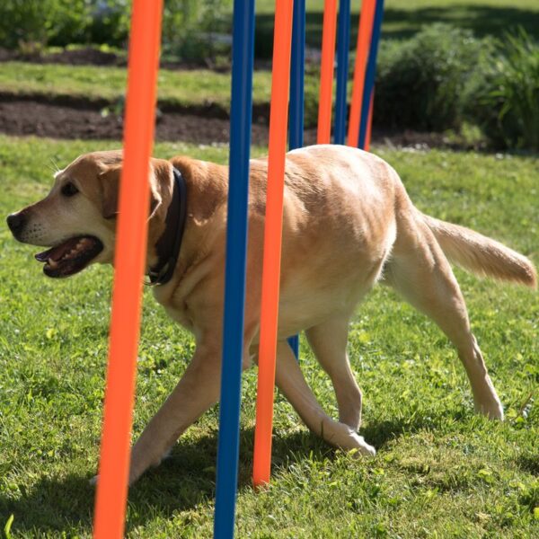 Kit de slalom Agility pour chien Loisirs et Sport – Image 6